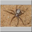 Philodromus cf cespitum - Laufspinne w01a.jpg